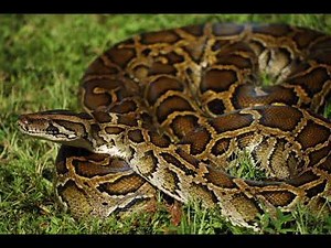 Burmese Python sounds