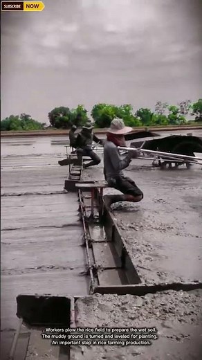 Efficient Rice Field Plowing Process for Preparing Wet Soil in Agriculture #farmer