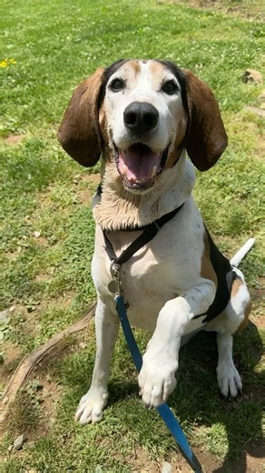 1K views · 383 reactions | “Won’t you take me home?” Sweetest Walker...