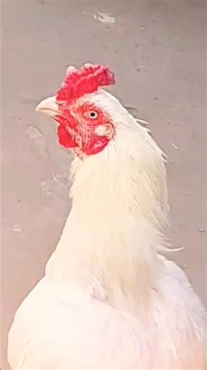 Paper white aseel #aseelmurga #paper_white #fypシ゚viral