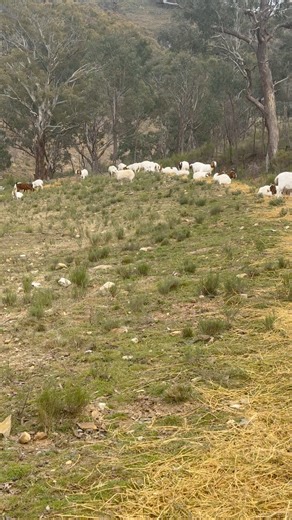 76K views · 3.3K reactions | Once they lay on it, poop on it, urinate on it and even tread on it they choose not to eat it. It’s not really waste as the cover of mulch will provide to soil improvement and better feed. #boergoatbreeder #boergoatfarm #goatlife #gold’n’goats | Gold’n’Goats | Facebook