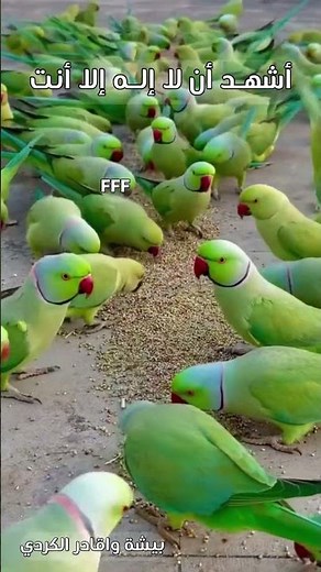 بيشة واقادر الكردي اذكار الصباح اللهم عالم الغيب والشهادة