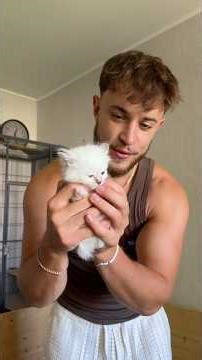 So schnell wachsen meine Katzenbabys wirklich #haustiere #katze #kitten #tiere