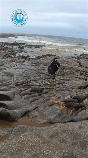 Eco-Friendly Alternatives to Plastic Packing Straps