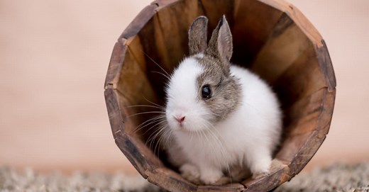 Wild vs domestic rabbits: Differences explained