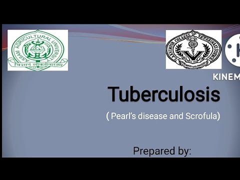 Tuberculosis in Animal