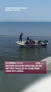 DOLPHIN RESCUED 🐬 A heartwarming rescue unfolded off the shore of Brevard County after a dolphin that was swimming with her calf was found entangled in the lines of a crab trap. https://bit.ly/4m5jVed | WFLA News Channel 8