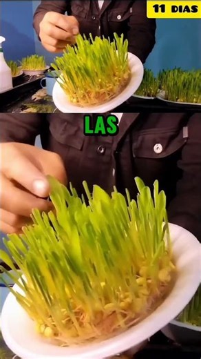 Alimentar Animales con forraje hidropónico es FÁCIL y RENTABLE en granjas pequeñas (FVH)
