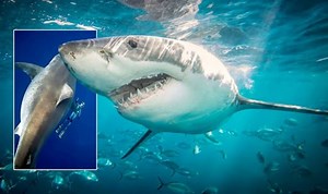 Deep Blue: Researchers discover 23ft great white shark