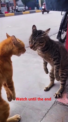 The most intense staring contest in history! 😂🐈 #shorts #ytshorts #reels
