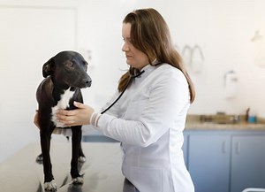 Pericardial Effusion in Dogs