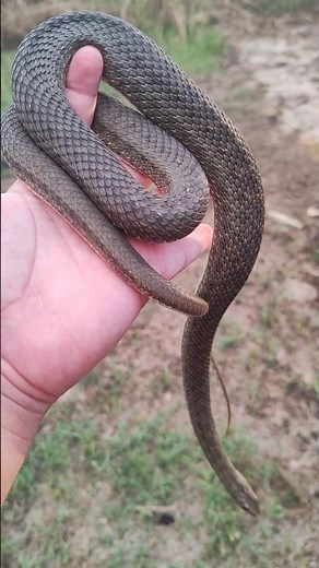culebra bastarda (malpolon monspessulanus) la serpiente más grande de Europa