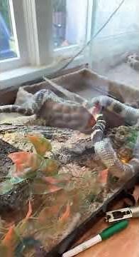 California King Snake Goes Back into Shed Skin || ViralHog