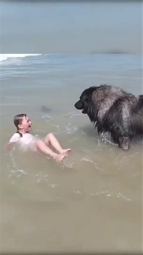 Dog Decides to Rescue Little Girl playing in ocean #dogslife #shorts #girl #rescue