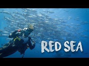 Scuba Diving in the Red Sea | Sharm el Sheikh, Egypt 2022