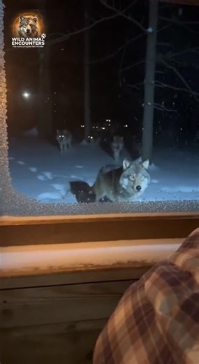 POV: You're trying to sleep in a remote cabin when the howls get WAY too close. That glass isn't going to hold. What do you grab first? #wildlife #WildAnimalEncounters #WolfPack #CabinLife #Nightmare #WinterTerror | Wild Animal Encounters