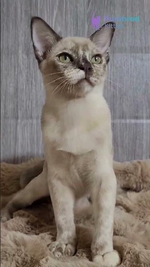 Meet Patricia: The Chocolate Tortoise Burmese Kitten 😻 Sweet, Playful & Loving! #Burmese