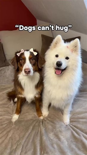 No.4 Most Popular of 2025: “Dogs can’t hug” – oh, really? 😏 Our end of the year recap continues! Reposting the videos you loved most this year and this one came in at No. 4. Guess we proved everyone wrong with those hugs 🤭 FOLLOW @babybearyuki for more hugs & smiles! 🐻‍❄️💕🐻 #dogsofinstagram #samoyed #dog #cuteanimals #puppy | Baby Bear Yuki