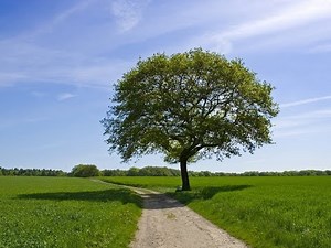 GIMP: Tutorial 7 (Cutout 2) for beginners