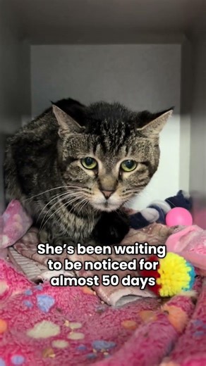 Available for Adoption: Lilypad 249798