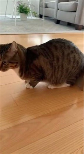 Cat's Epic Box Jump FAIL