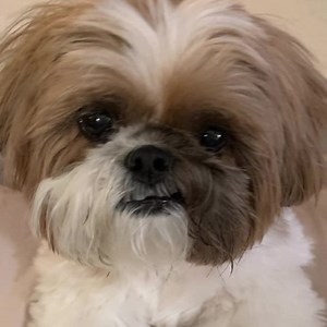 27K views · 5.3K reactions | Recliner story! Phoebe in recliner photo below. | Phoebe Unleashed | Facebook