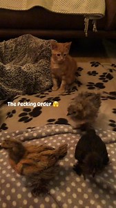 Jenny Hamilton on Reels