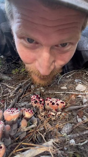 As is often requested, I tried licking a Bleeding Tooth fungus (Hydnellum peckii). The bloody looking droplets are guttation or mushroom sweat. The red color comes from polyphenols and taninins in the droplets of metabolite. Despite its somewhat daunting and delicious appearance this is an inedible mushroom, because it is very bitter and the texture is very tough. Here I demonstrate that first hand. Trust me when I saw this bitter and gross, not recommended. There’s nothing dangerous about doing