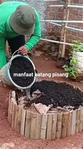 manfaat batang pisang untuk kesuburan #batangpisang #bercocoktanam #berkebun #bertani #pupukorganik