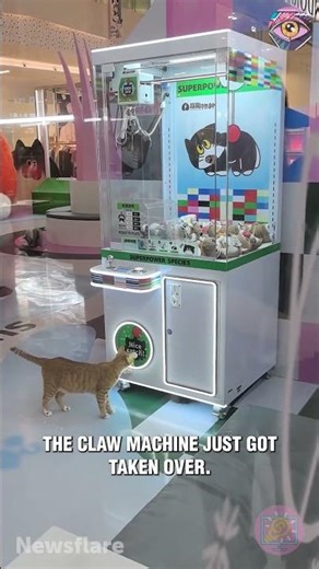 Cat Becomes the Prize Inside a Claw Machine! 😂🐾