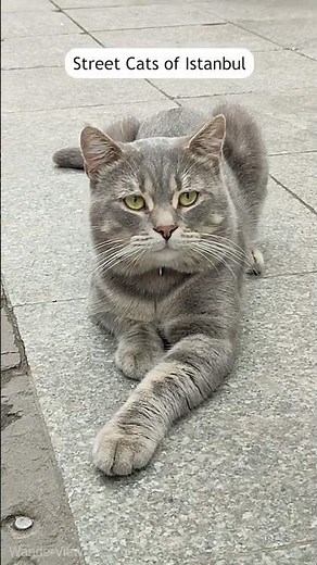Istanbul Is a City of Cats 🐈🐾🇹🇷