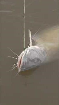 Shad Slam! The Secret to Catching Big Blue Catfish 🎣