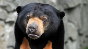 Edinburgh Zoo confirms bear is real amid 'human in costume' row