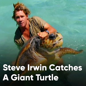 50K views · 1.4K reactions | Check out the size of this turtle!  | Discovery Channel UK | Facebook