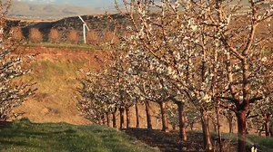 Wind machines move warm air down into the orchards, warming the air by just a few degrees. Even this small rise in temperature can prevent frost damage from delicate fruit buds and bloom. Our orchard teams are on constant frost watch this spring, ensuring we grow the best quality apples, pears, cherries, and apricots. | Superfresh Growers