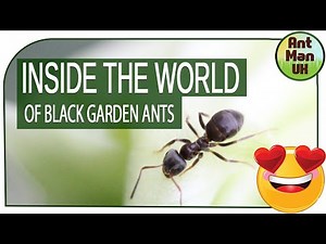 Inside the World of Black Garden Ants! 🐜🌿