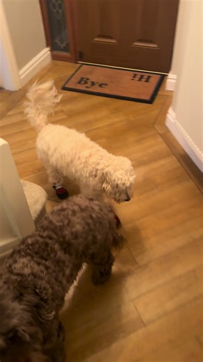 #cockapoo#dog#puppylove