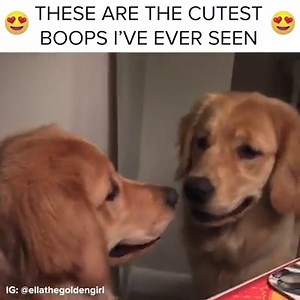 4.6M views · 72K reactions | OMG i need to boop them | BuzzFeed Animals | Facebook