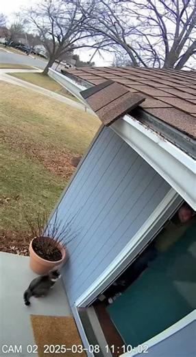 Cat's Warning Prevents Falling Roof Tile Accident | Real CCTV Rescue 🐈⬛☔ #Shorts