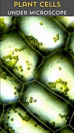 Watch These Plant Cells Come Alive Under 1000x Magnification
