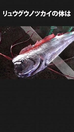 【ゆっくり解説】リュウグウノツカイの雑学