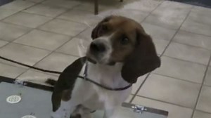 Beagle determines pregnancy with poo