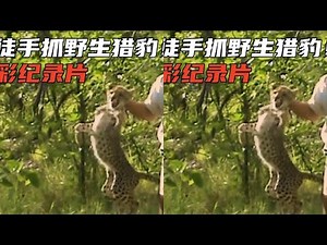 A man grabs a wild cheetah. Emotional documentary of humans and cheetahs.