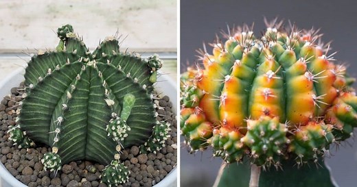 Gymnocalycium Friedrichii Ultimate Care Guide