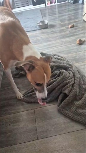 Burying his bone 🥰