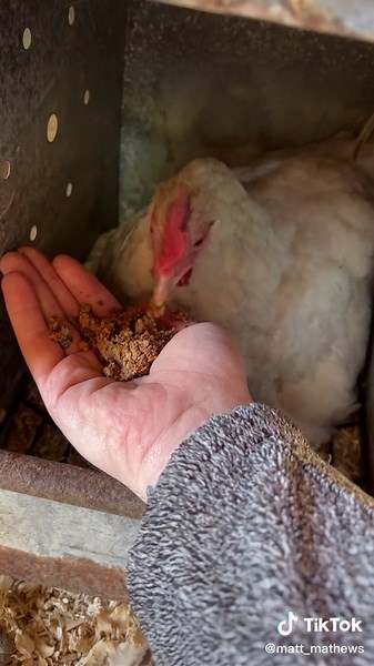 Excited Granddaddy Welcomes New Baby on the Farm!