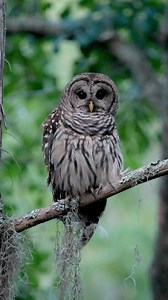 14 reactions | A barred owl starting its hunt as the sun sets and the forest quickly goes dark. . . . #barredowl #owl #hunterscreek #owlsome #birdofprey #naturephotography #wildlife | Jon Burket Photography LLC | Facebook