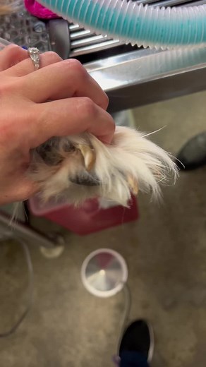 Expert Nail Trimming Techniques for Long Dog Nails