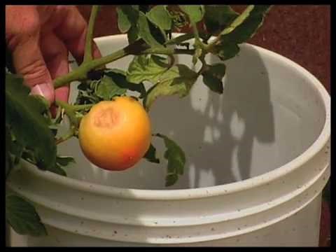 How To Identify Willow Tree Damage Caused By A Borer