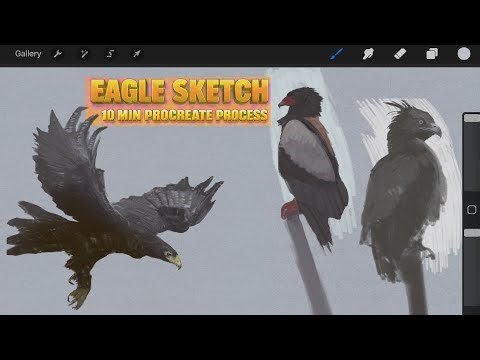 Sketching an Eagle in 10 Minutes | Procreate